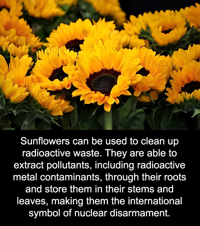 50 Bits Of Information From The ‘Unusual Facts’ FB Page That May Raise Eyebrows