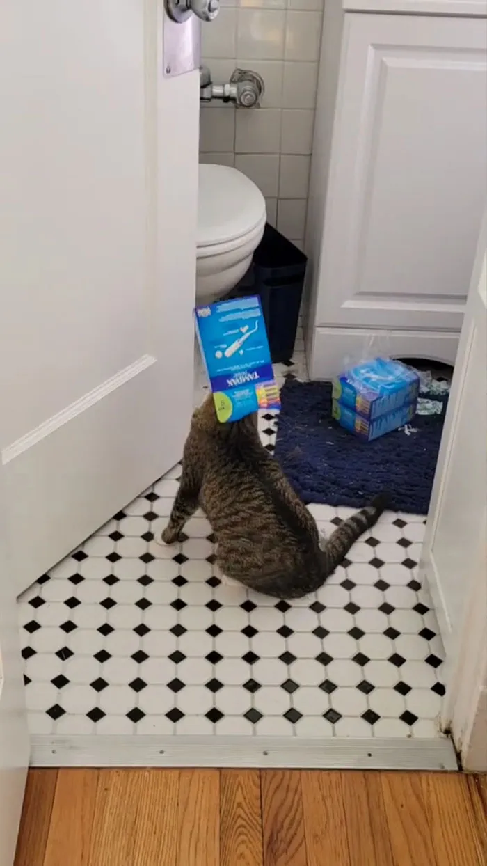 Cats, Man