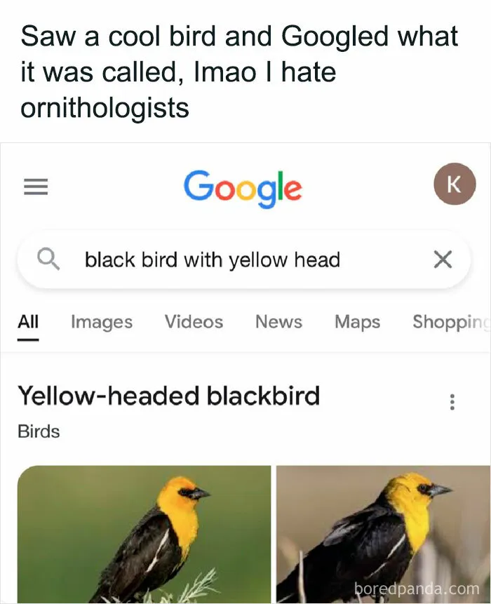 39 Giggle-Worthy Memes Where Birds Took Center Stage