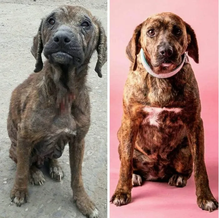 Guy Shares 22 Incredible Before & After Rescue Dog Transformations, Shows What Love Can Do (New Pics)