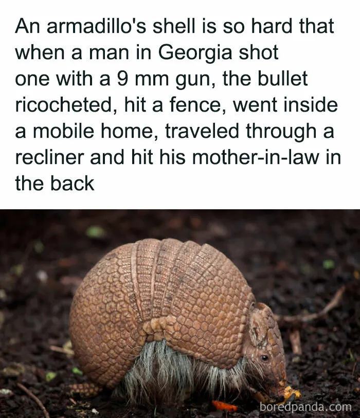 50 ‘Unbelievable Facts’ To Help You Ace Trivia Night (New Pics)
