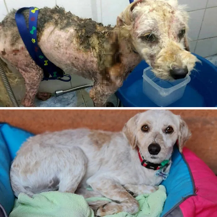 Guy Shares 22 Incredible Before & After Rescue Dog Transformations, Shows What Love Can Do (New Pics)