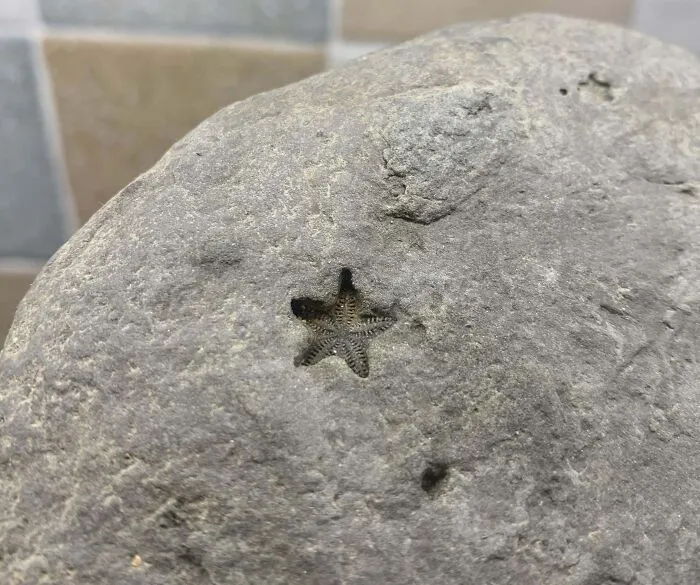 It’s A Rock Star