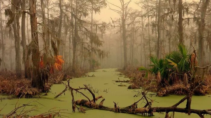 Subtropical Swamp In Louisiana, USA