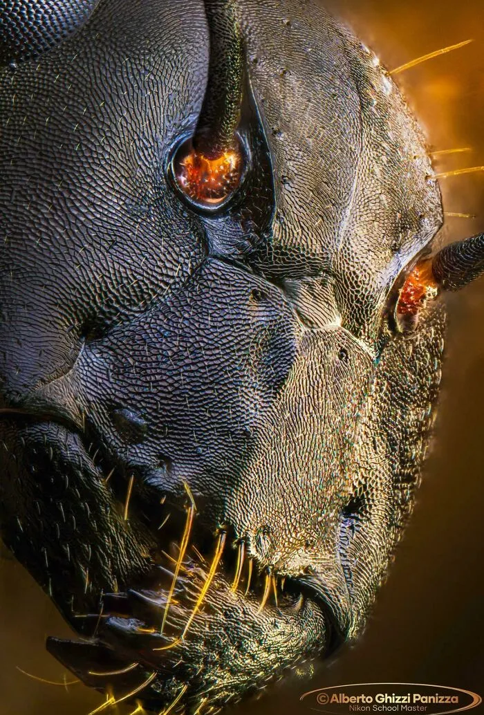 Close-Up Of An Ant