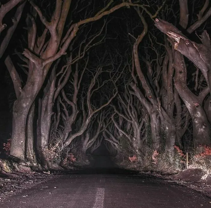 Dark Hedges Ireland