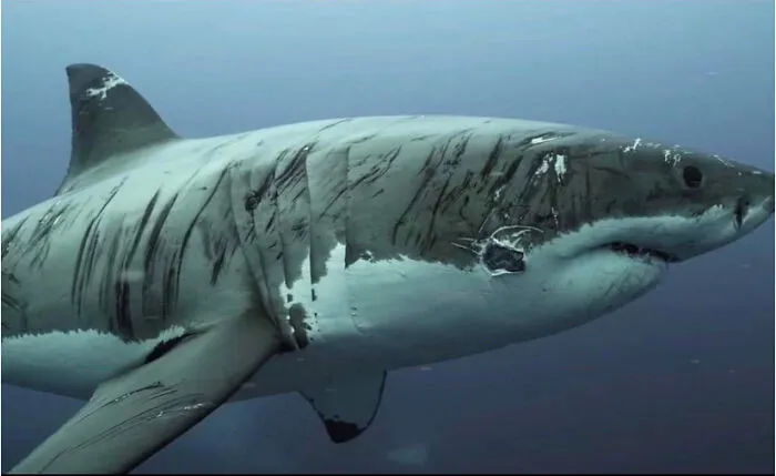 This Shark Has Seen Some Shit