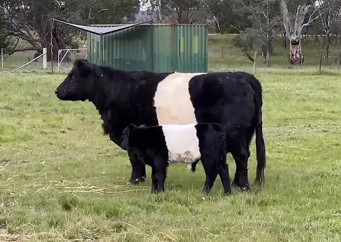 Mother With A Calf