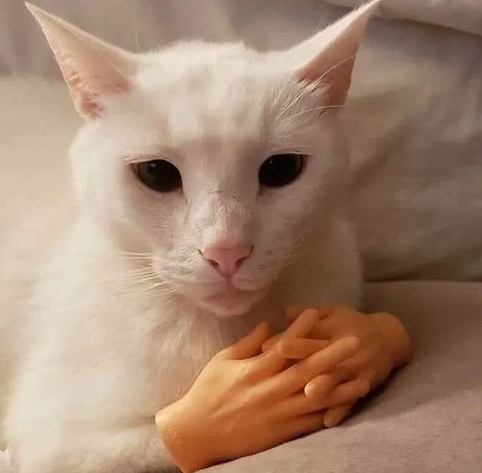 Cursed meme of a white cat holding realistic human-like hands.