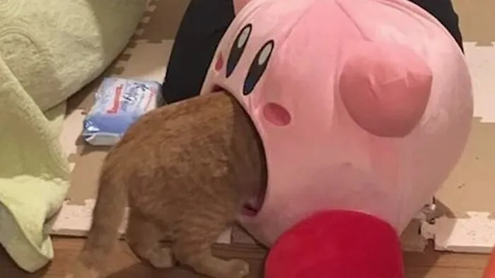 Cursed meme of a cat with its head inside a Kirby plush, appearing to be eaten by the character.