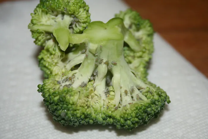 Look Closer When Chopping Veggies. I Almost Ate This. I Don't Want The Extra Protein, Thanks