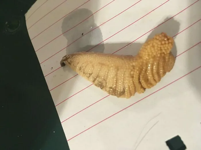 Wtf Is This Thing I Found In My Can Of Sardines? Accidentally Ate Some Of It. Am I A Goner?