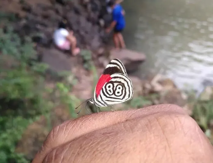 Esta mariposa con un 88 en sus alas