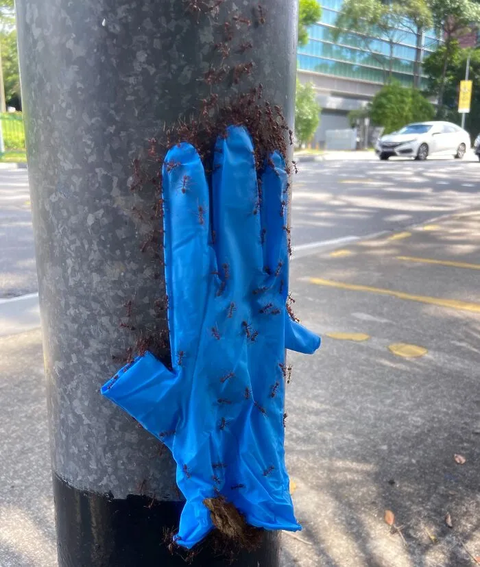 I Saw Some Ants Carrying A Glove Up A Lamp