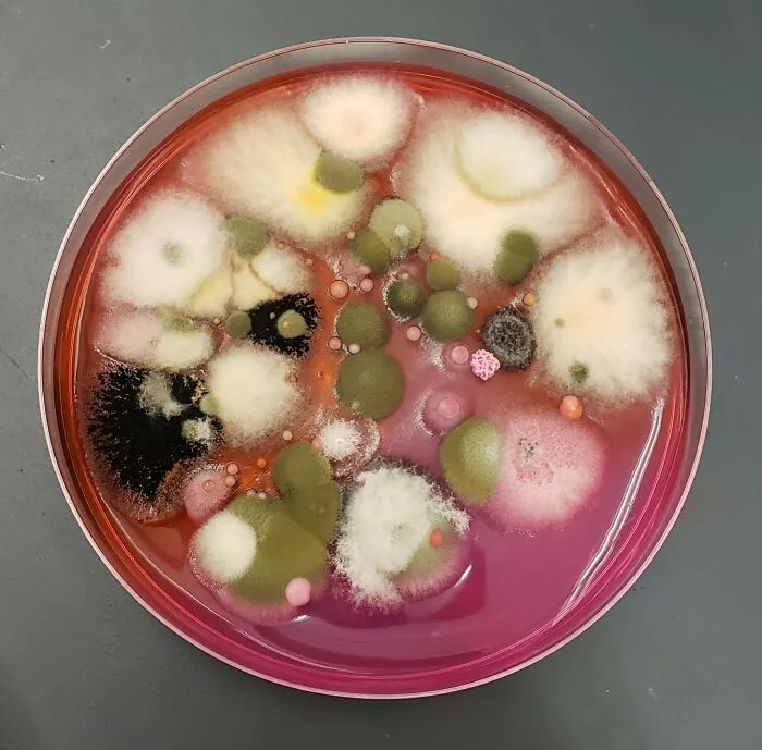 Swab Taken From The Bottom Of My Lab Partner's Shoe Grew This Masterpiece