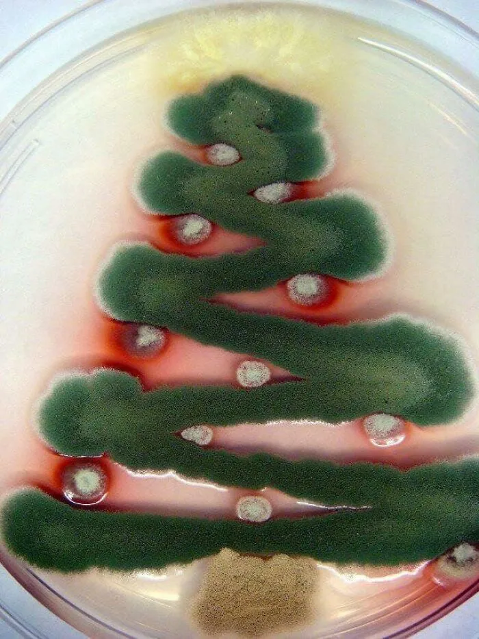 Not Mine, But Happy Holidays Everyone. 🎄