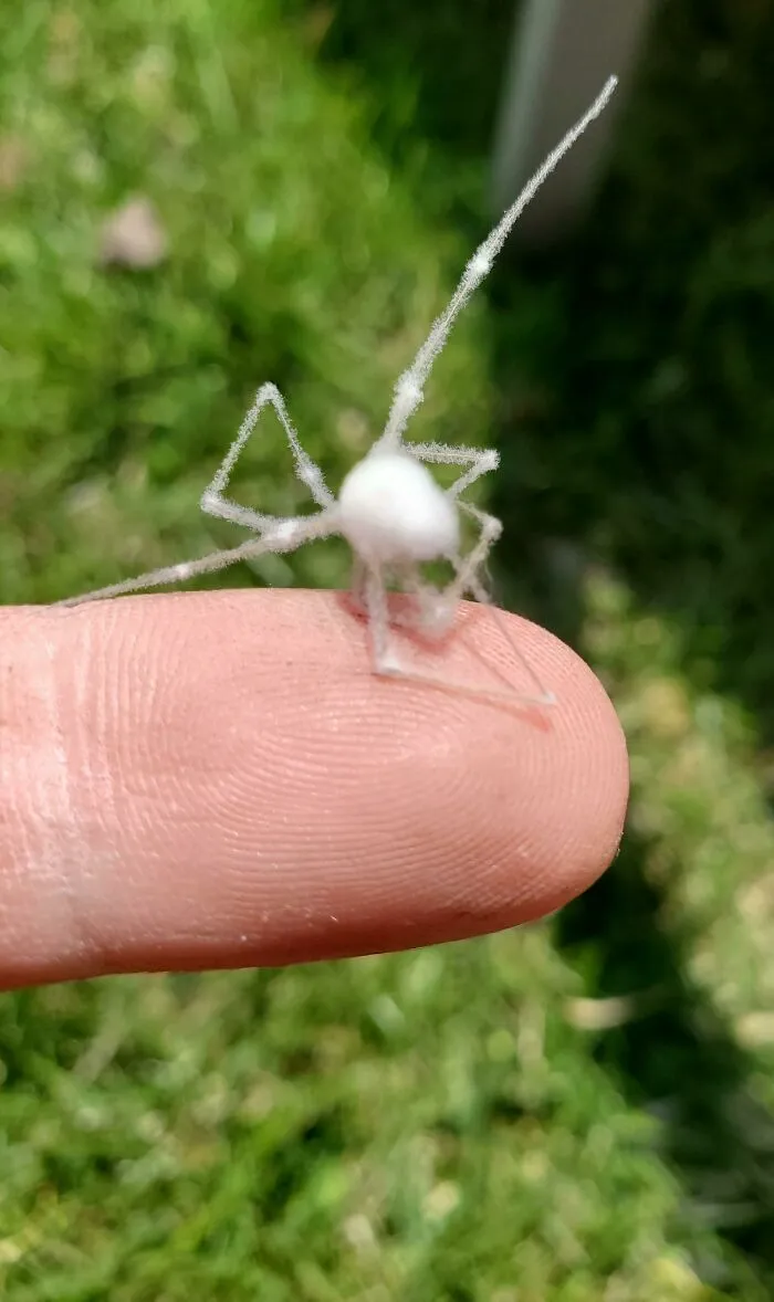 This Moldy Spider I Found While Cleaning My Shed
