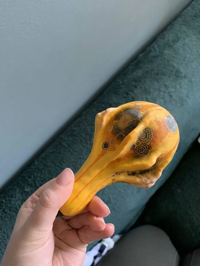 This Decorative Gourd Started Molding In An Interesting Way 👽