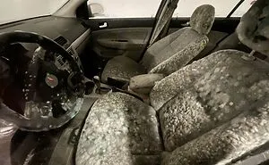 35 Curious Pictures That Can Only Be Described As ‘Moldly Interesting’