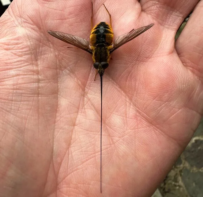 I Found This On The Trail In Northern India, And I Thought It Was Pretty Cool