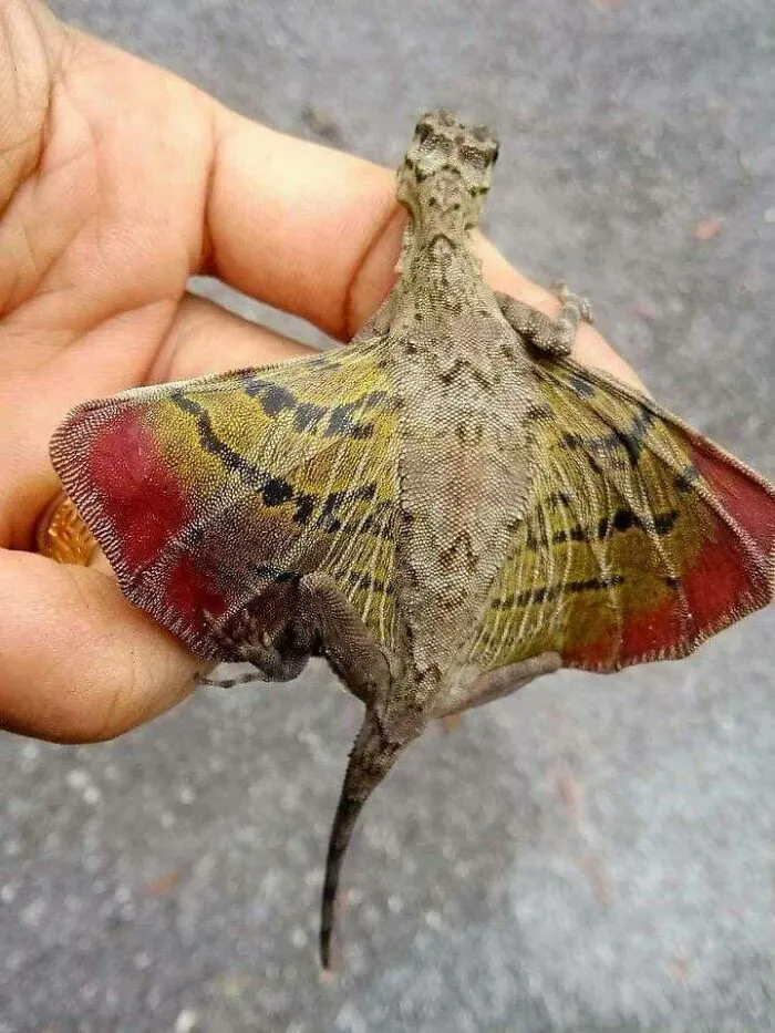 Ha aparecido este pequeño