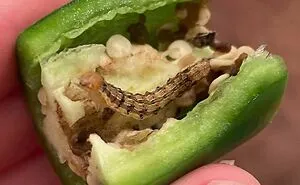 50 Times People Sat To Eat Only To Get Their Appetite Ruined By Weird And Gross Discoveries