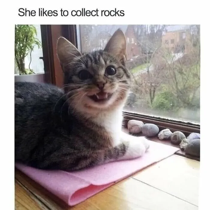 Me In Cat Form