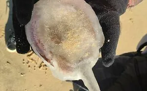 50 Of The Most Interesting Things People Ever Found On The Beach (New Pics)