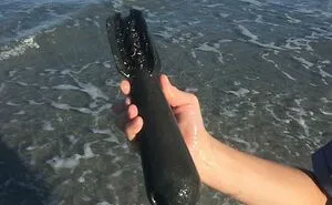 50 Of The Most Interesting Things People Ever Found On The Beach (New Pics)