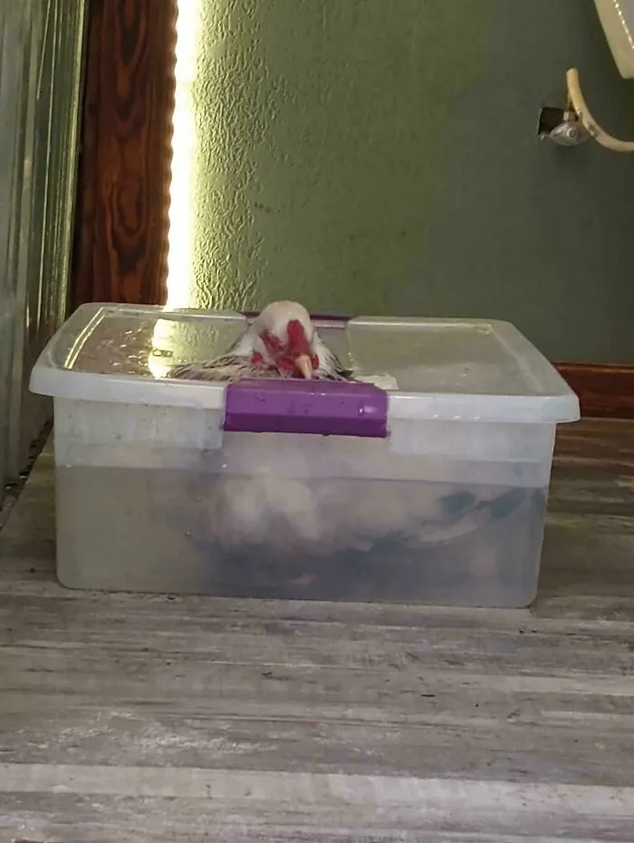My Friend's Chicken Likes To Nap While Soaking In Her Little Hot Tub