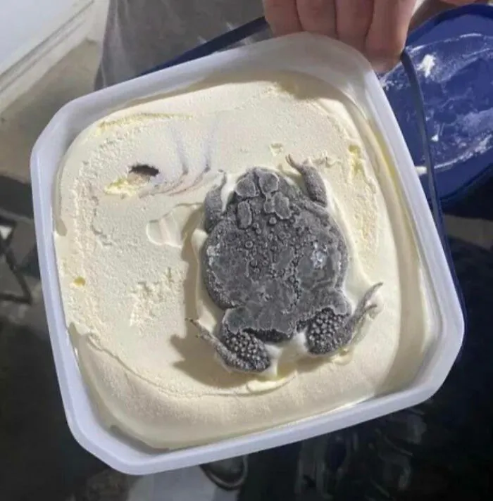 Frog Flavor