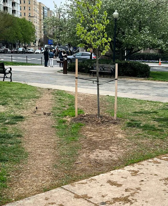 Han puesto un árbol, así que hay otro camino al lado