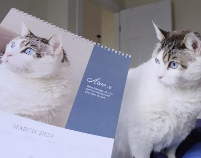30 Cats That Won A Spot In Our Yearly Calendar, Posing Next To Their Winning Photos