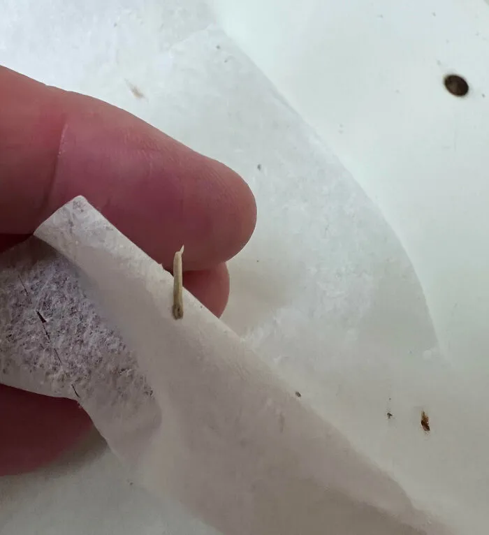 The Toilet Paper At My Work Is So Cheap It Has Splinters