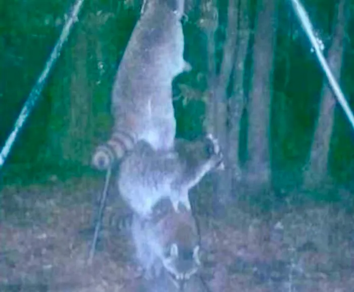 Mapaches haciendo una torre para alcanzar el comedero