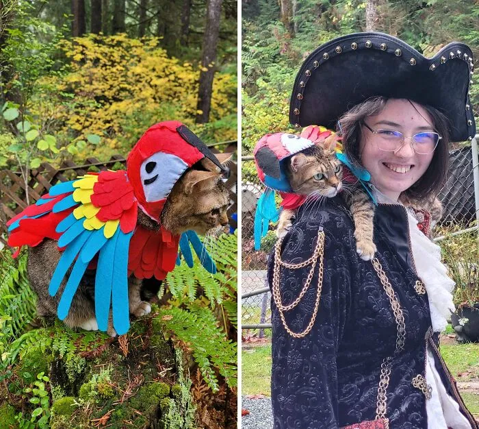 Cat dressed in colorful parrot pet Halloween costume perched on a woman dressed as a pirate outdoors.