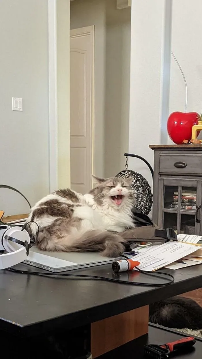 Nobody Is Allowed To Touch Her Table Junk While She Is Nested On It
