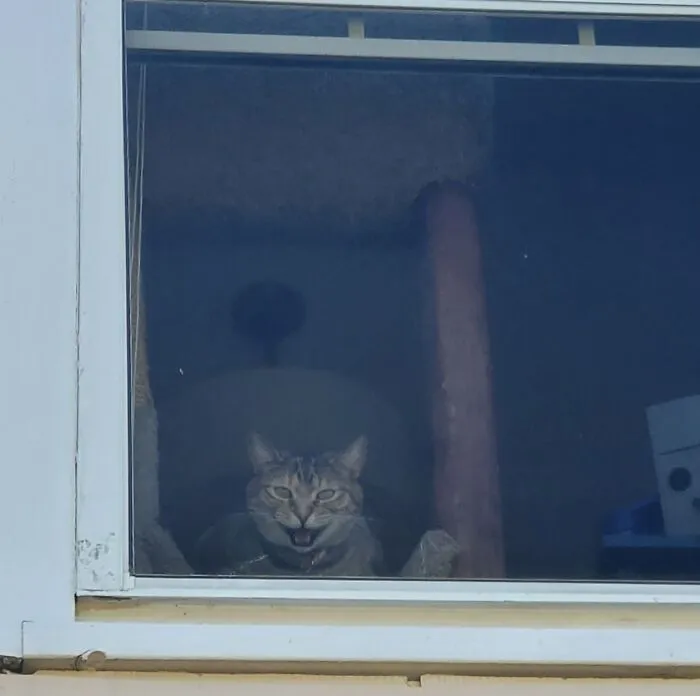 My Inside Girl, Penny, Always Fusses At Me Through The Window When I'm In The Backyard