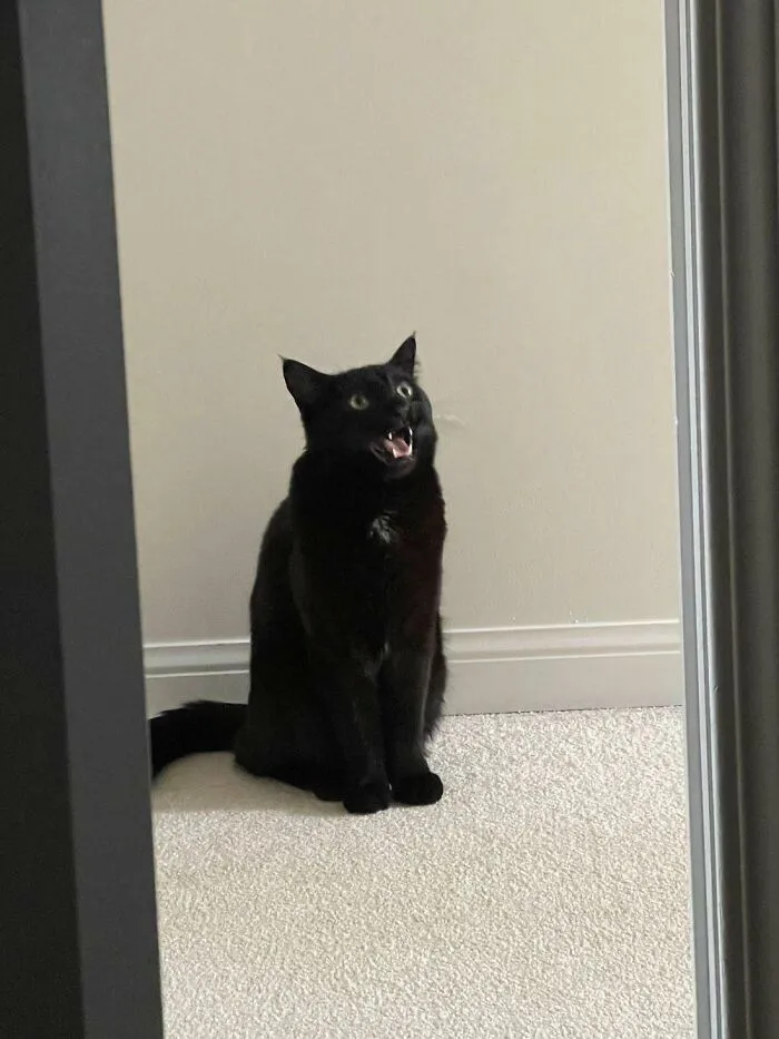 Arnie Has A Lot To Say About Me Leaving Early For Work Today