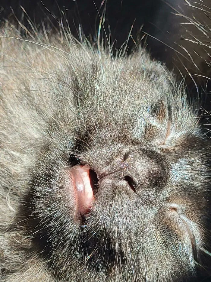 You Can See My Kittens Little Teeth But They Haven't Broke The Gum Surface Yet
