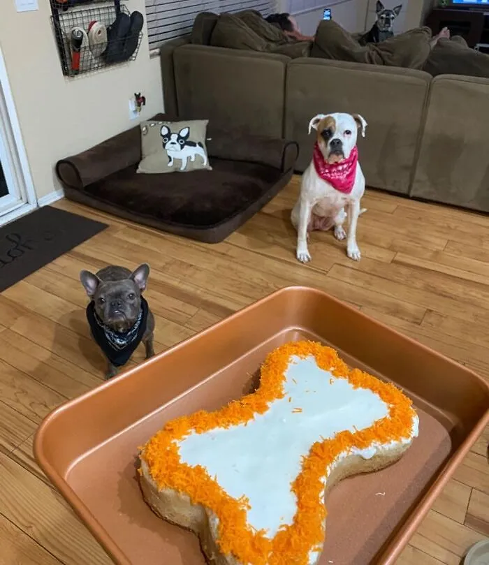 A  <a Style="Display:inline;" Href="Https://Www.amazon.com/Puppy-Cake-Birthday-Silicone-Candles/Dp/B07skbzl4d?crid=mr2zhlw1a2qd&keywords=dog+cake+mix&qid=1698222932&refinements=p_72%3a2661618011&rnid=2661617011&s=pet-Supplies&sprefix=dog+cake%2cpets%2c172&sr=1-2-Spons&sp_csd=d2lkz2v0tmftzt1zcf9hdgy&psc=1&linkcode=ll1&tag=bpraccoon-20&linkid=ee322a1fa08d21b28ed5a491f46347cd&language=en_us&ref_=as_li_ss_tl" Target="_blank"><span Style="Font:inherit;color:#d74b1f;"> Dog-Safe Cake-Baking Kit</Span> , So Your Best Friend Will Feel Included In Your Holiday Dessert Feast (Without Eating Any Unhealthy-For-Them Human Food)