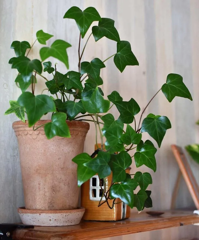 English Ivy Houseplant