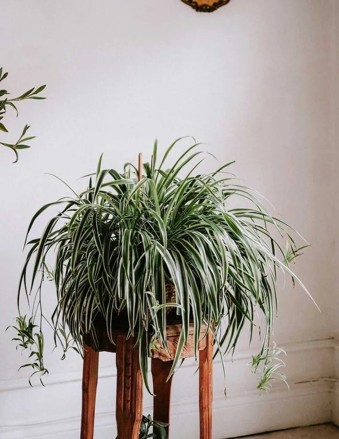 Spider Plant