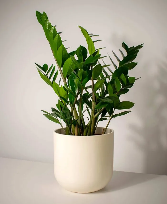 ZZ Plant