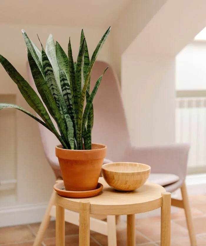 Low-Light Snake Plant