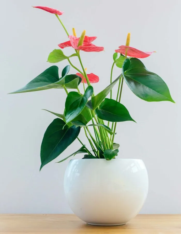 Anthurium