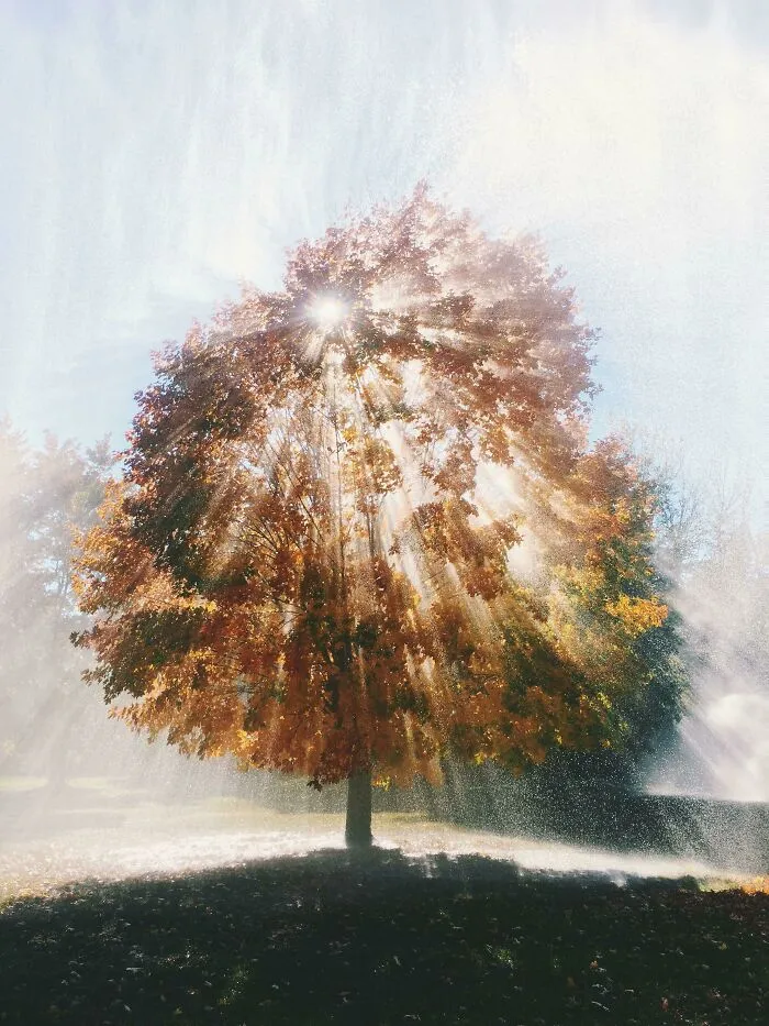 Friend Told Me My Tree From The Gods Picture Will Be Appreciated. Vermont