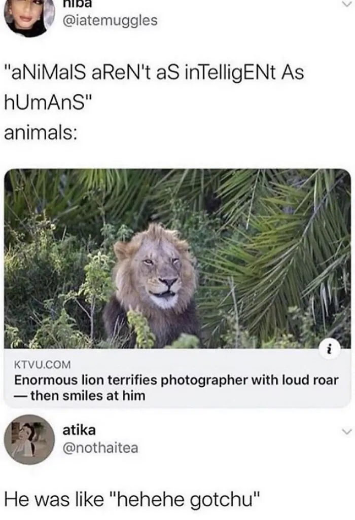 50 Hilarious Animal Memes From This Instagram Page