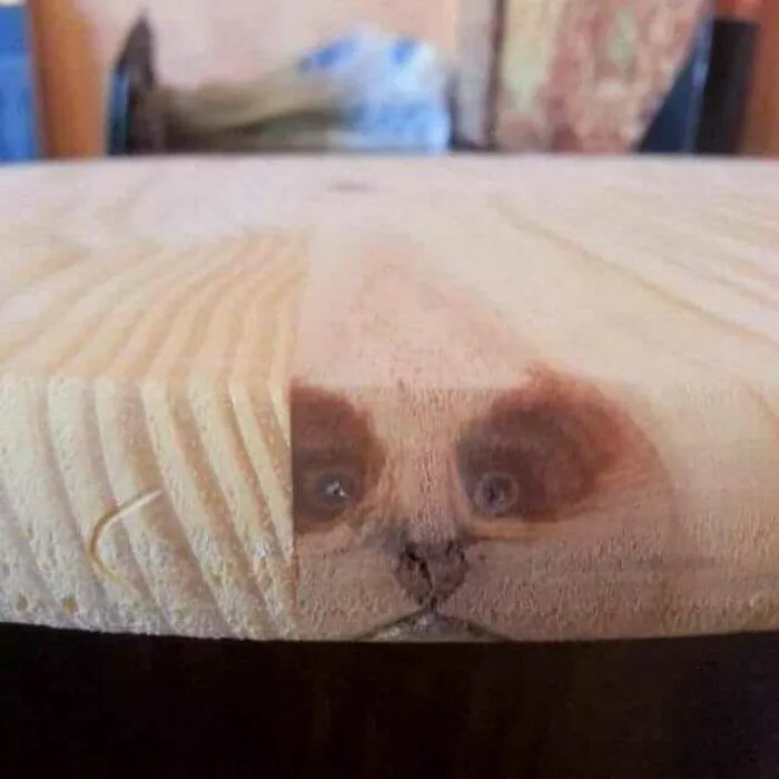 40 Funny Examples Of Regular Objects Suddenly Showing Human Characteristics