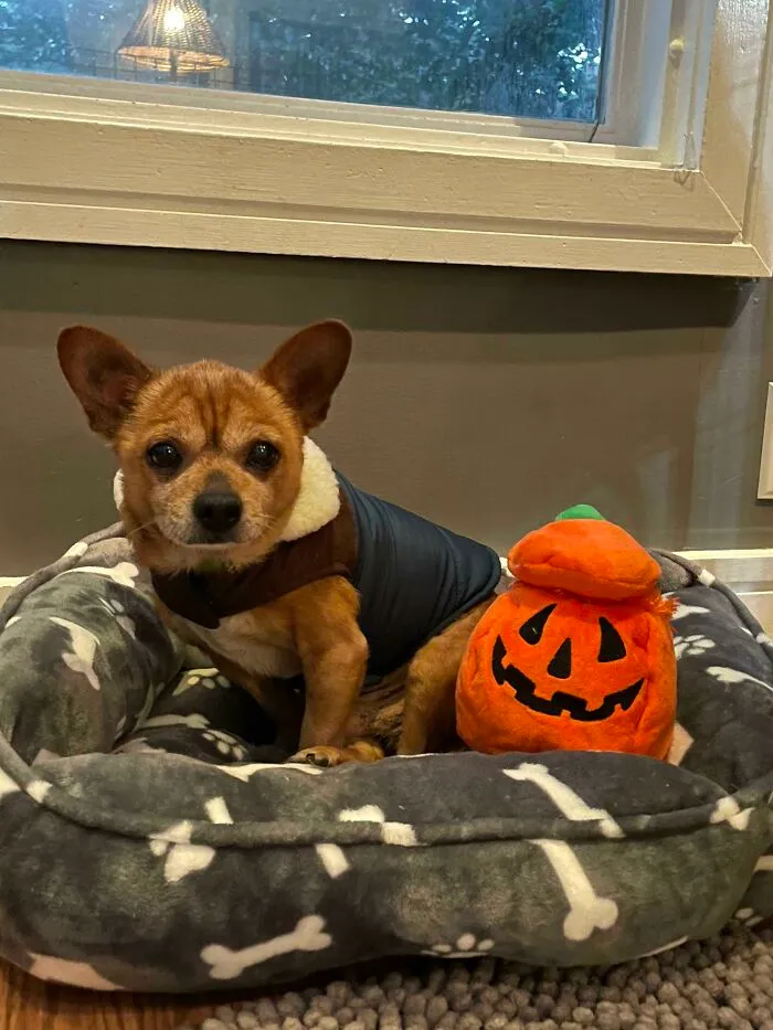 Mom Adopted This Senior Pup 🥹❤️🎃